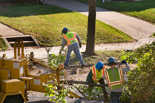 Professional  Tree Services in Stone Park, IL