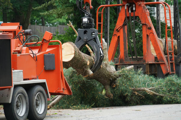 Why Choose Our Tree Removal Services in Stone Park, IL?